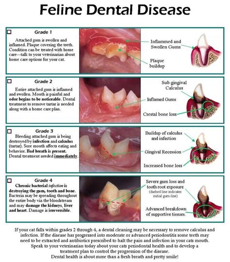 cat gum abscess home treatment - Elisabeth Wiles