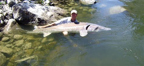 Record White Sturgeon