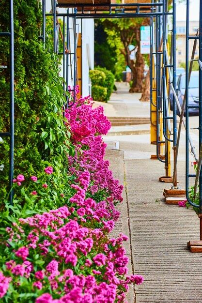 Premium Photo Image Of Gorgeous Tunnel Of Pink Flowers With Green Ivy