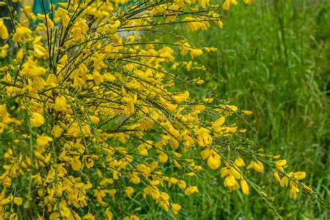 Cytisus Scoparius Common Broom Or Scotch Broom Yellow Flowers Closeup