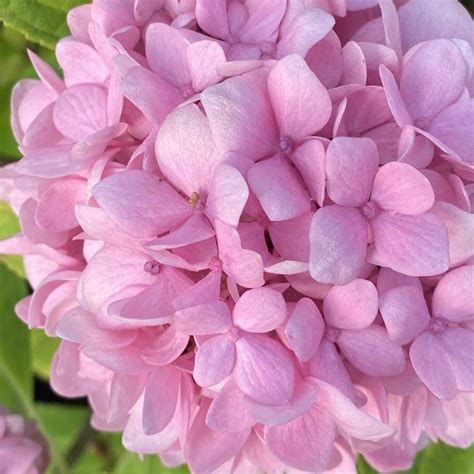 Hydrangea Yola 5L Shrub Garden Scene Jersey