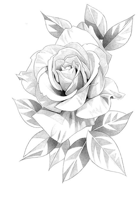 Rose Roses Flower Floral Botanical Tattoo Graphite Pencil Drawing Art