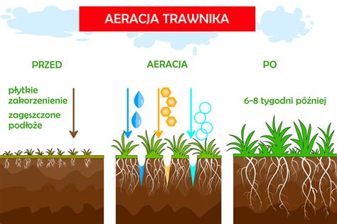 Jak Piel Gnowa Trawnik Po Zimie Ogrodoholicy Pl Ogrodoholicy Pl