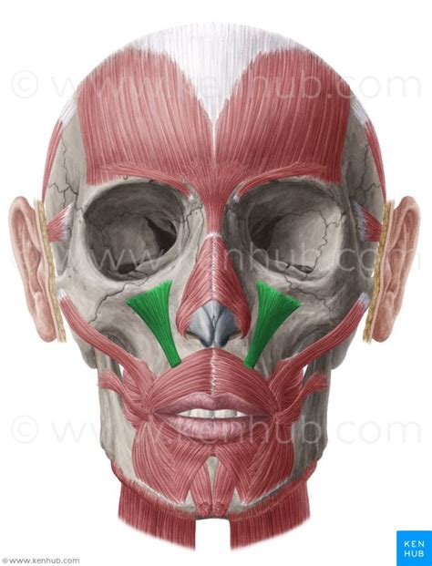 Levator Labii Superioris Inferior Orbital Margin Of Maxilla In Upper