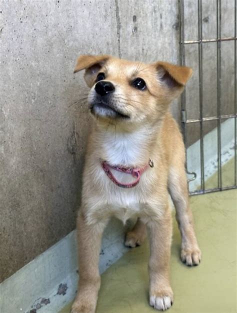 「可愛らしい野犬の子犬♡ほ」岡山県 犬の里親募集473785 1枚目の画像 ペットのおうち【里親決定25万頭！】