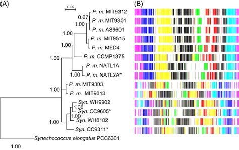 Phylogenetic Tree In Marine Cyanobacteria Constructed By S And