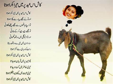 Best Collection Of Bakra Eid Poetry Urdu Romantic Poetry Funny Poetry