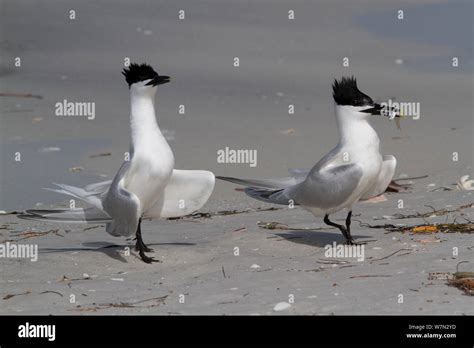 Sandwich Terns Thalasseus Sandvicensis On Sandy Gulf Of Mexico Beach