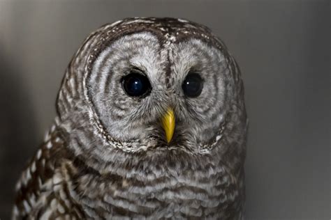 Barred Owls Strix Varia Alberta Institute For Wildlife Conservation