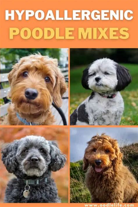 11 Hypoallergenic Poodle Mixes (NO Smell NO Shed) + Photos - Oodle Life