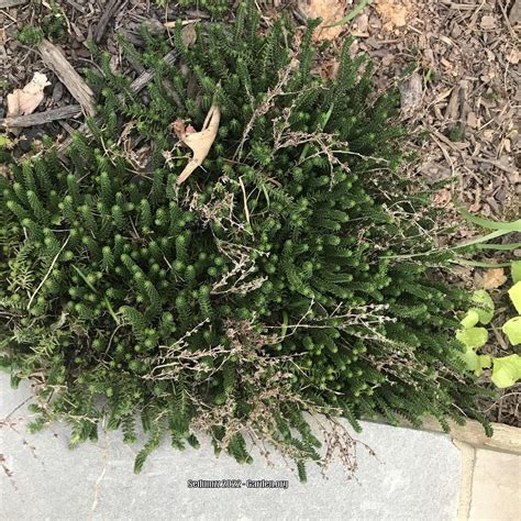 Photo Of The Entire Plant Of Tasteless Stonecrop Sedum Sexangulare