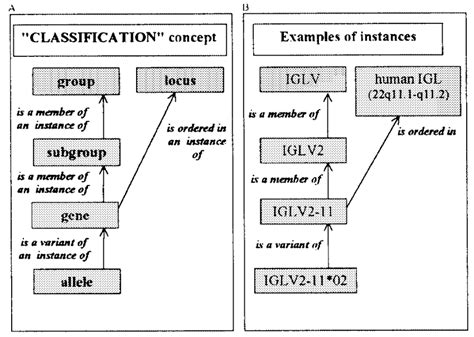 The Classification Concept In The Imgtontology A Concepts Of Download Scientific Diagram