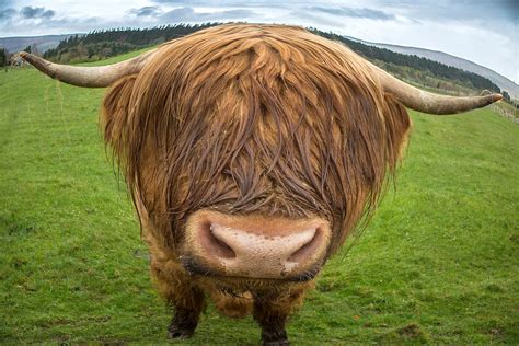 Highland Cow Up Close And Personal Jim Zuckerman Photography Photo