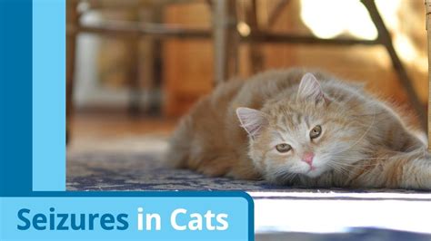 Causes And Symptoms Of Cat Seizures Youtube