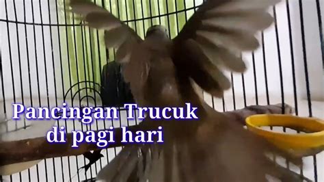 Suara Trucukan Ropel Panjang Ropel Rapat Dinpagi Hari Ini Ampuh Buat