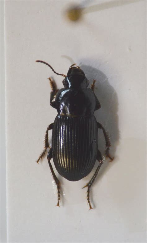 R F Insecta Coleoptera Carabidae Harpalus Harpalus