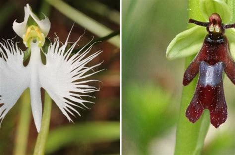 28+ Orchids That Look Like Animals - EmokeEllerie