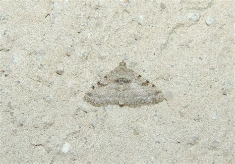 Digrammia Gnophosaria Hollow Spotted Angle Moth Milburn Flickr