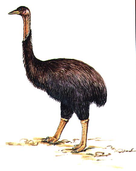 Elephant Bird Facts, Habitat, Pictures and Diet