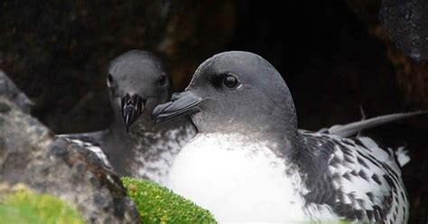 Cape petrel – Australian Antarctic Program