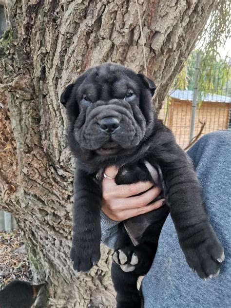 Elevage Domaine D Ilou Leveur De Chiens Shar Pei Samoyede Berger