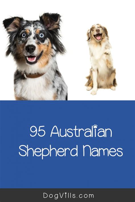 95 Adorable Australian Shepherd Dog Names Dog Names Girl Dog Names