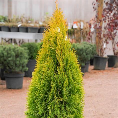 Thuja Occidentalis Golden Smaragd Rasadnik Jelena