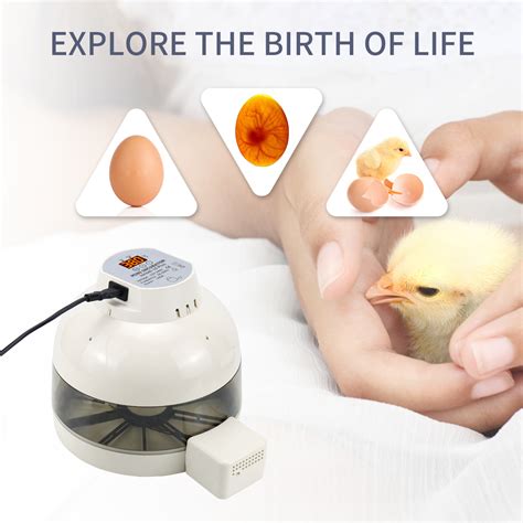 China 10 Eggs Mini Incubator Manufacturers 10 Eggs Mini Incubator