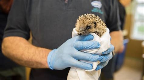 The Largest Animal Welfare Charity In The Uk Rspca