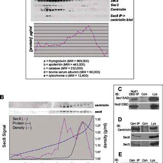 Centriolin Localizes to a Midbody Ring (A) Immunofluorescence/phase ...