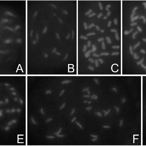 Chromosome Numbers Ploidy Levels C Dna Contents And Genome Sizes Of