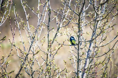 Parus Major Rboles Sucursales Foto Gratis En Pixabay Pixabay