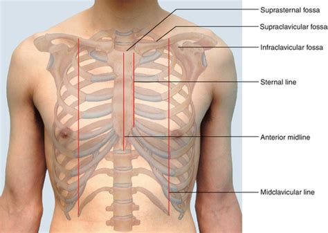 Ciany Klatki Piersiowej Flashcards Quizlet