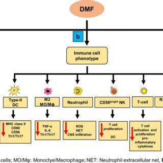 Insight into the mechanism of action of dimethyl fumarate in multiple sclerosis | Request PDF