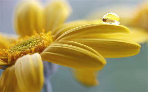 Wallpaper Sunlight Depth Of Field Nature Yellow Flowers Water