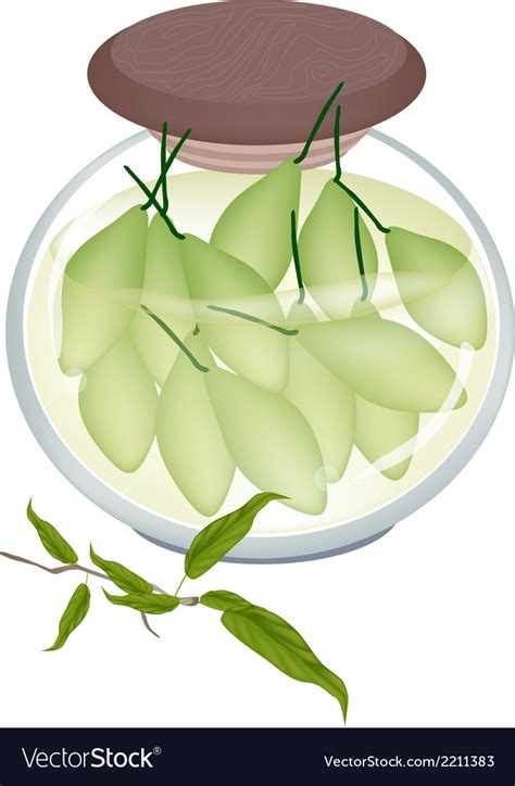 A Jar Of Delicious Pickled Terminalia Chebula Vector Image