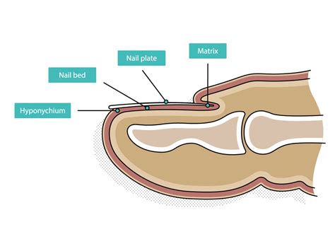 Toenail Anatomy Diagram