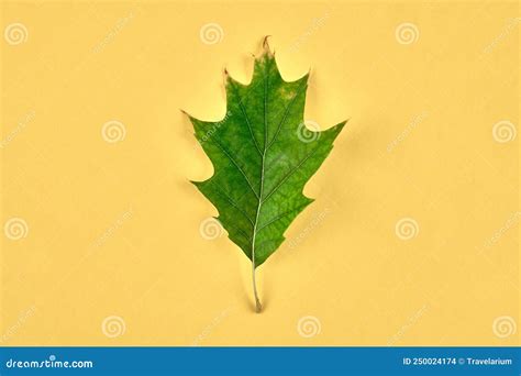 One Green Quercus Rubra Oak Leaf Isolated On Yellow Background