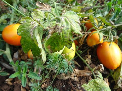 How To Protect Your Tomato Farm Against Tuta Absoluta Disease