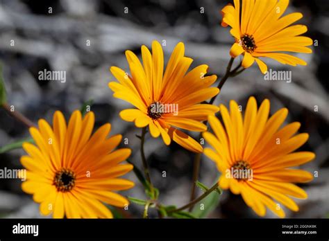 Beautiful Orange Namaqualand Daisies Stock Photo Alamy