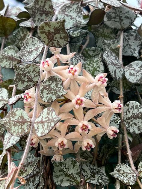 Hoya Curtisii And Hoya Waymaniae Are Both From Borneo Artofit