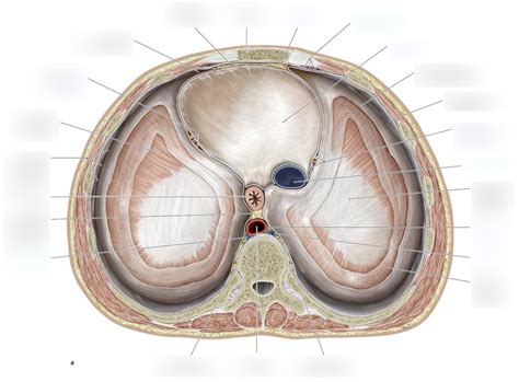 Recessus Der Pleura Ansicht Von Cranial Diagram Quizlet