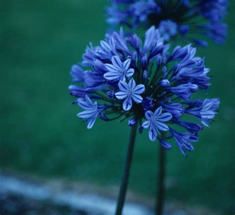 Agapanthus 'Multiple Varieties' African Lily | Garden Center Marketing