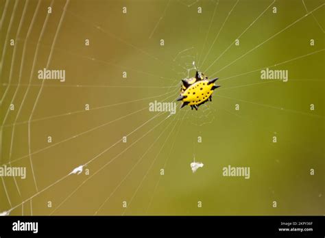 Yellow Orb Weaver Spider Stock Photo Alamy