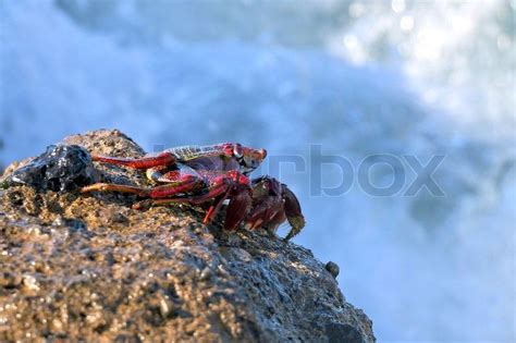 Krabbe Auf Dem Fels Stock Foto Colourbox Krabbe Kanaren Spanien