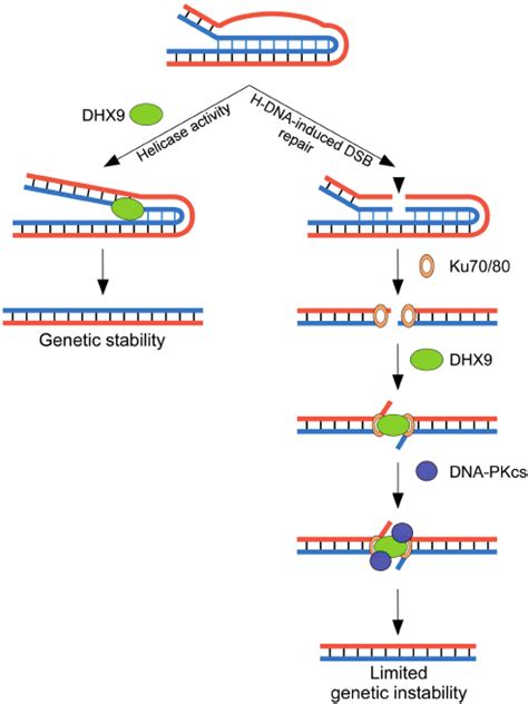 Model Depicting The Involvement Of Dhx9 In The Processing Of H Dna Download Scientific Diagram