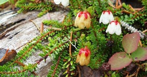 Alaska Moss Heather Alaskaorg