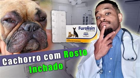 Cachorro A Cara Inchada O Que Fazer Youtube