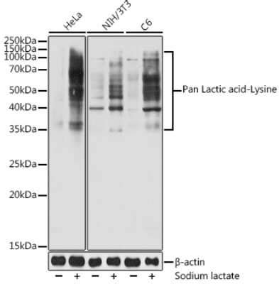 Lactyl Lysine Antibody Nbp Novus Biologicals