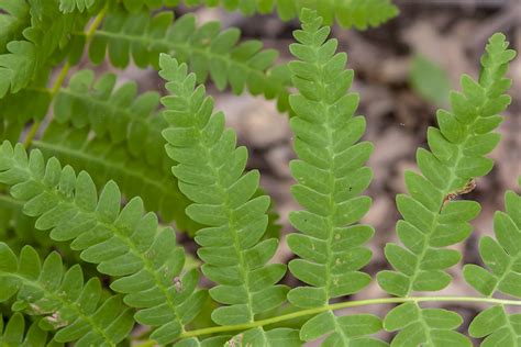 Minnesota Seasons Interrupted Fern